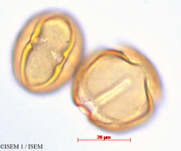 Cestrum humboldtii - lame n° 29140